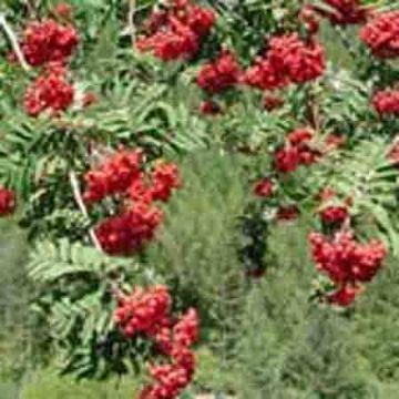 Sorbus Pohuashanensis P.E